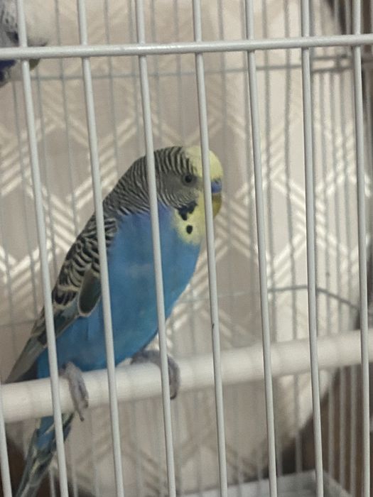 Волнистые попугаи