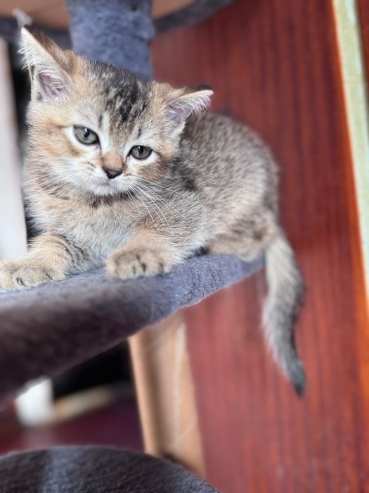 Британски котенца