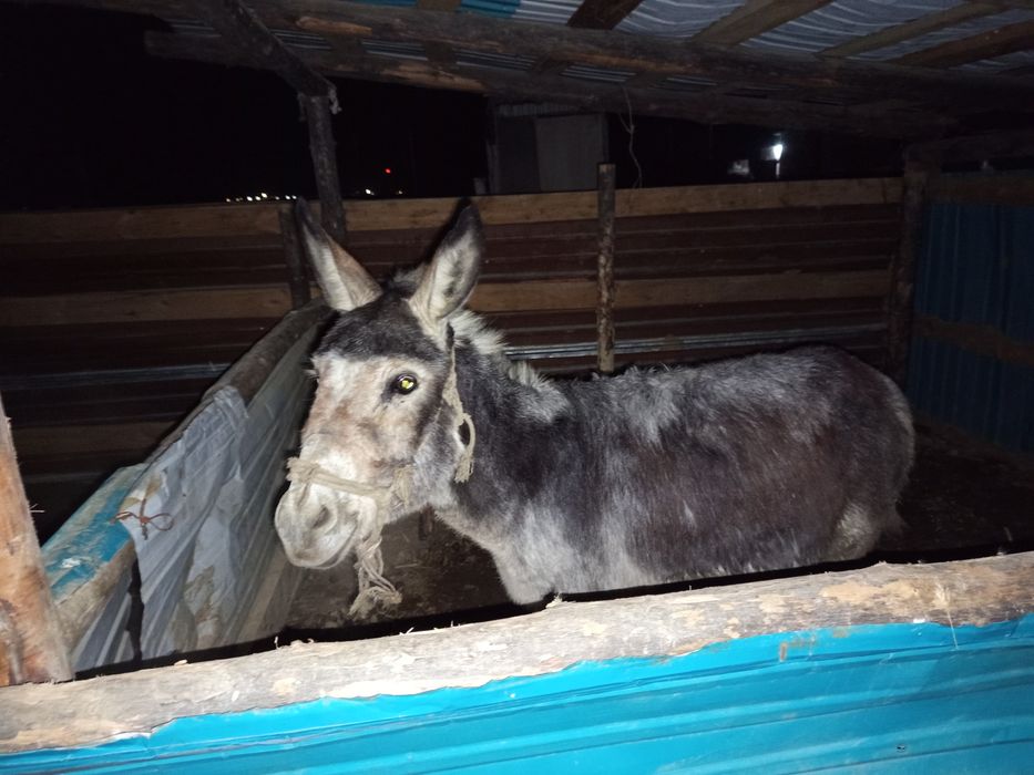 Қызылорда ауыстрамын ешкіге