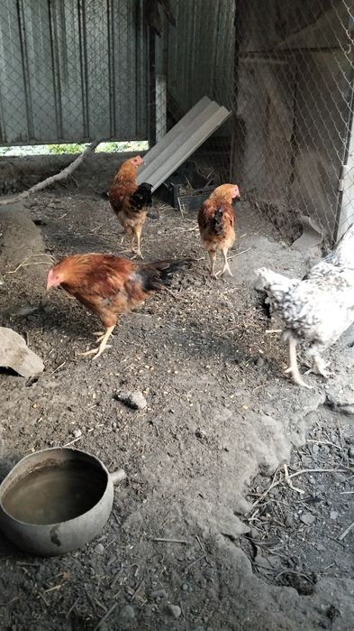 Продам молодых петушков