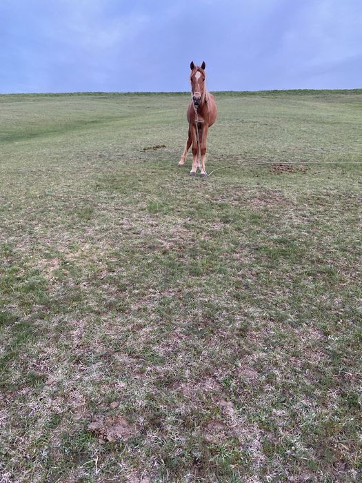 Лошадь құнажын 2,7 жасар