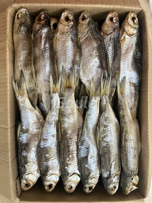 Свежая вяленая вобла