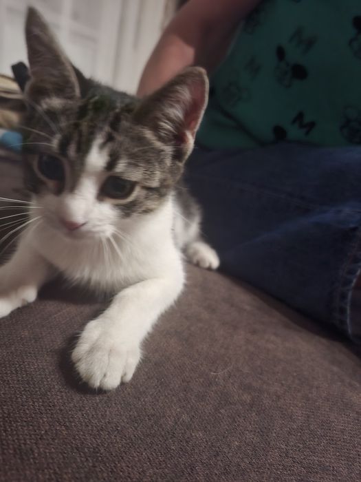 Подарявам малко коте