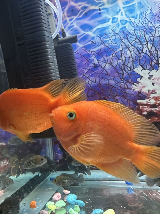 Qizil papugay akvariumni baliq kattaligi 20 /25 sm