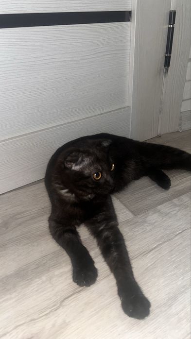 Кошку в добрые руки