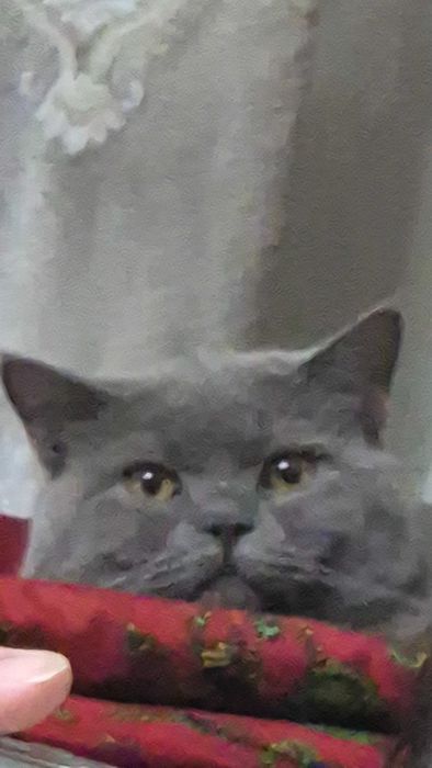 Британский короткошерстный котенок