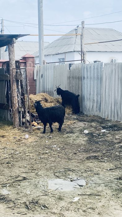 Буаз Ешкылер сатылады