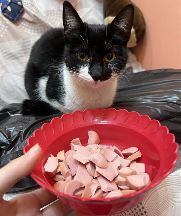 Подарявам женско коте