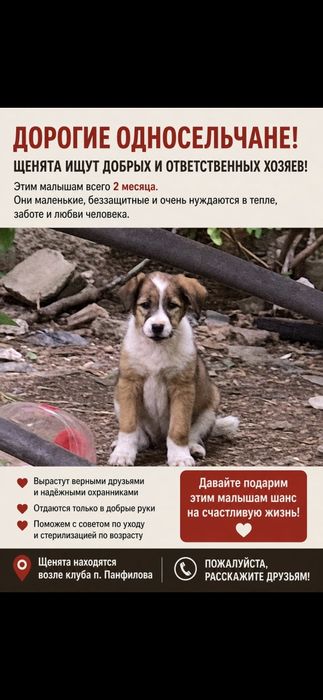 Щенки в хорошие добрые руки охраники
