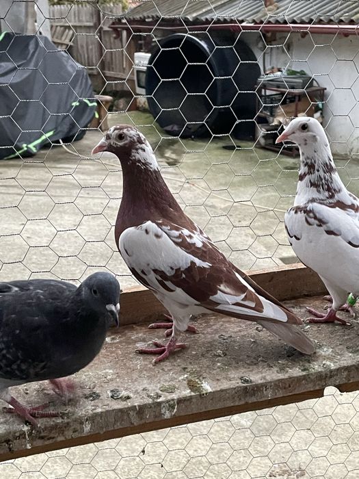 Porumbei voiajori meulemans