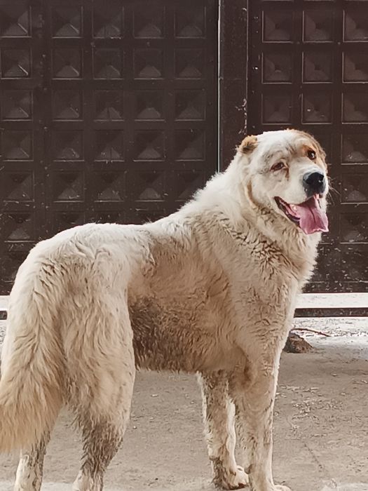 Төбет 3 жасар  САО