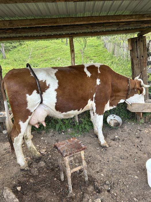Vand vaca baltata