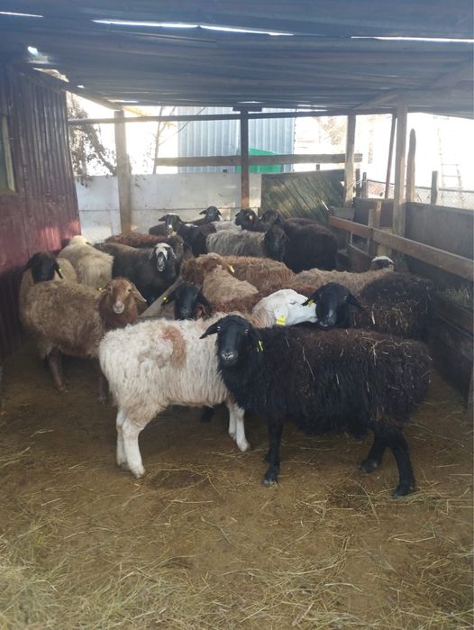 Кой, токты сатылады