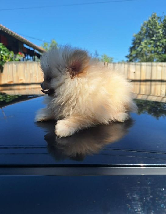 Мини померани от родословни родители