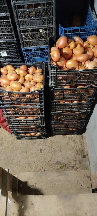 Vând ceapă autentică românească