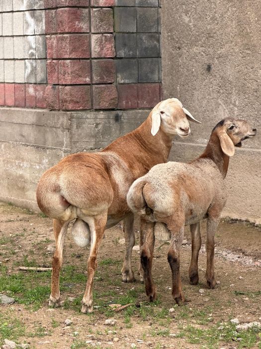 Продам кочкара 1,5 год