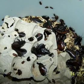 Мадагаскарский таракан малыши