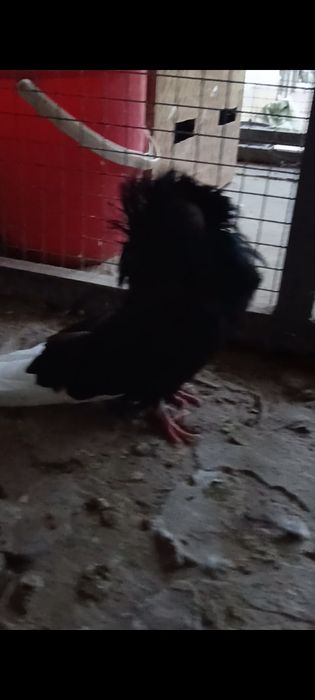 Голуби якобин продам