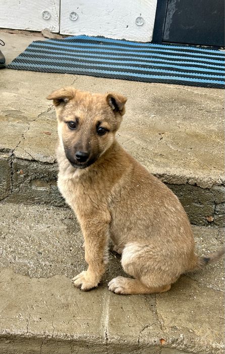 Отдам в добрые руки