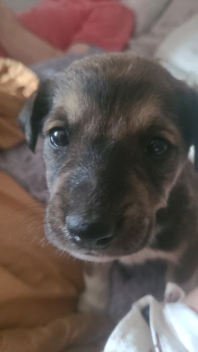 Отдам мальчика в добрые руки