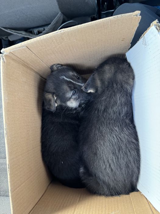 Овчарки 2 девочки