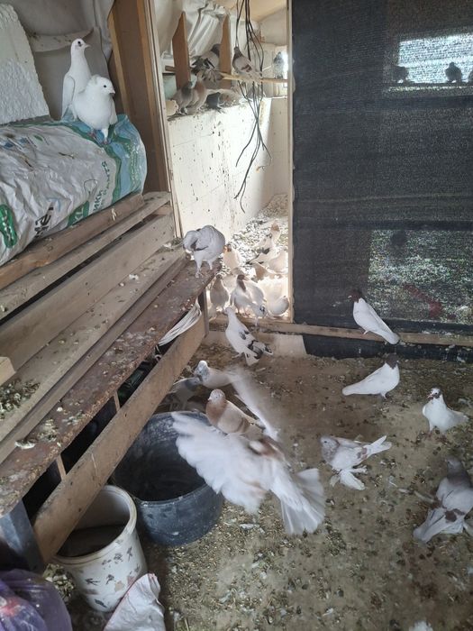 Кептерлер. Сатылады. Бағасы. 1.500.Теңгеден.