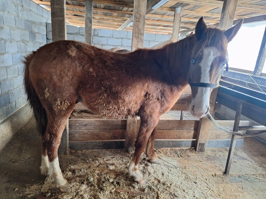 1,5 жасар бордақылау жылқы