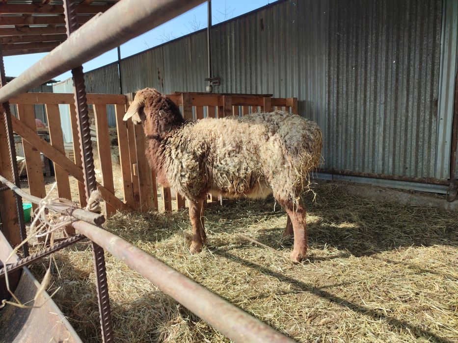 Қошқар сатылады