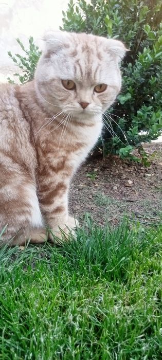Scottish fold mushik sotiladi