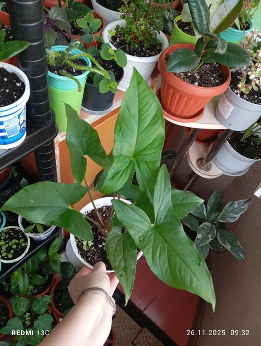 Продам цветы комнатные