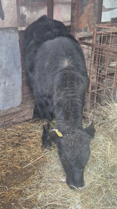 Tauras angus 350 kg vand sau schimb cu baltat