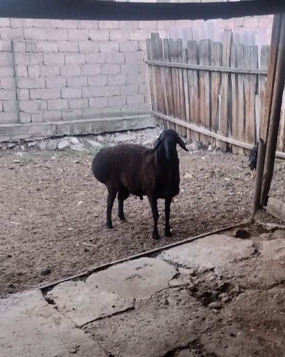 Продается кучкар