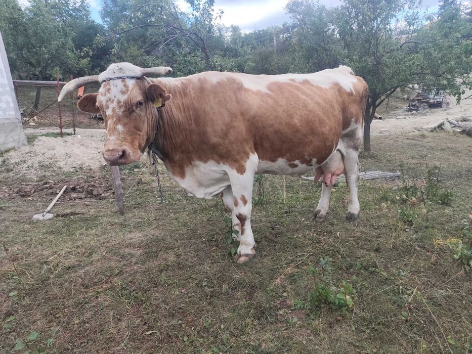 Vaca bălțată românească