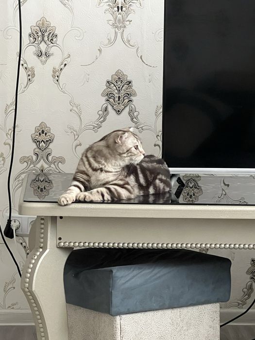 Mushuk Shatlanskiy Skotch zoti tozza