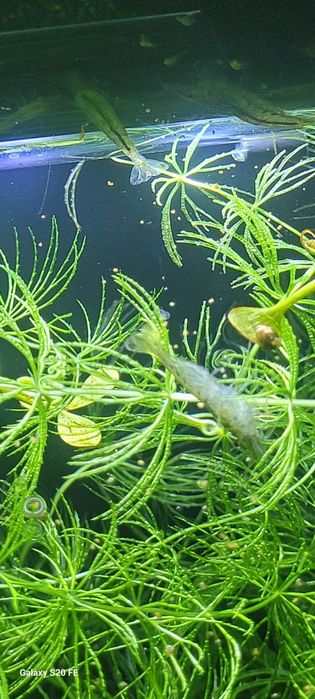 Аквариумные креветки
