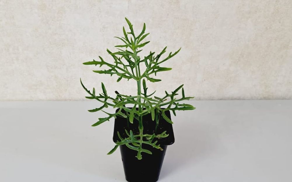 Комнатные цветы, цветы