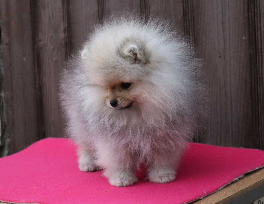Миниатюрно момиченце померан с родословие FCI