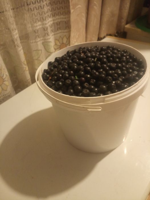 Продам  помидоры.огурцы.чернопплодка.