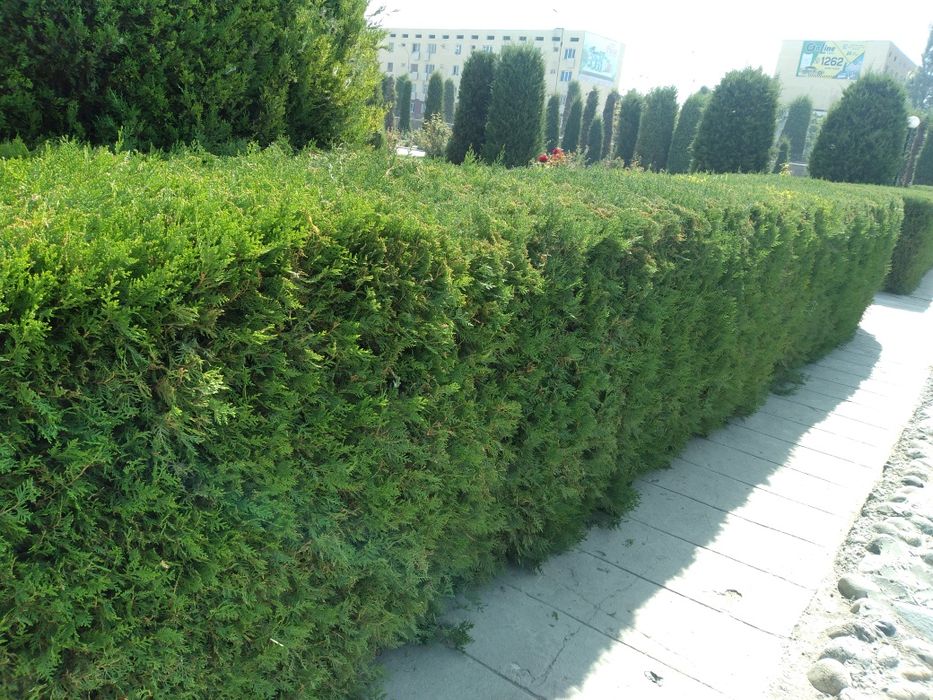 Туя арча кучатлар бор арзон нархларда