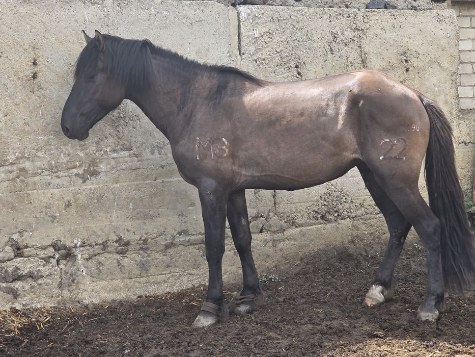 2022ж полутяж дөнен сатылады