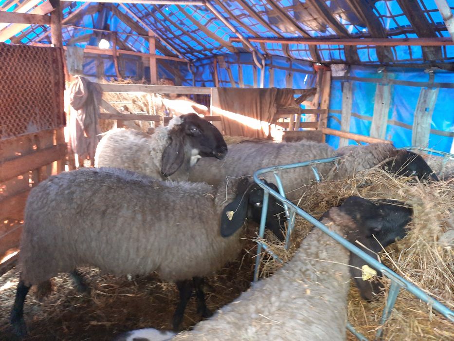 Vând  catabase sârbești  11 oi un berbec și 7 miei