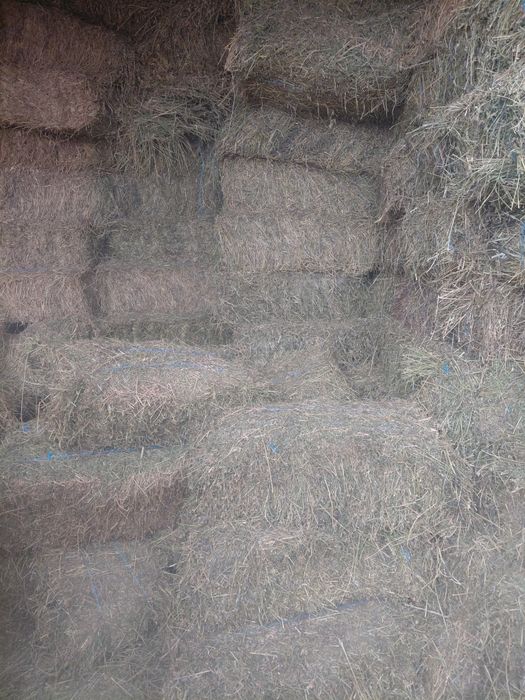 Baloți de lucernă se vânzare