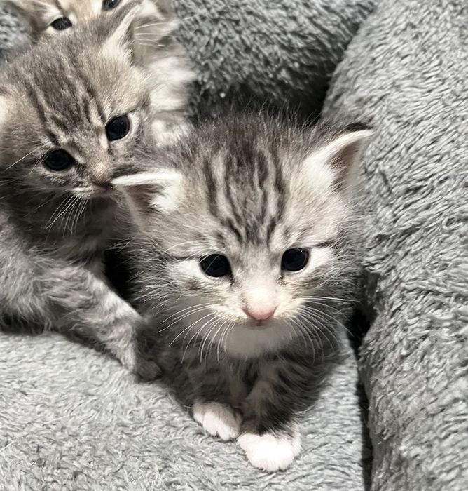 Продаётся котёнок.