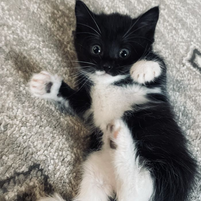 Бесплатно отдам КОТЯТ
