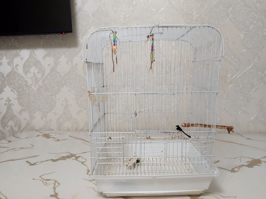 Новая клетка лудший