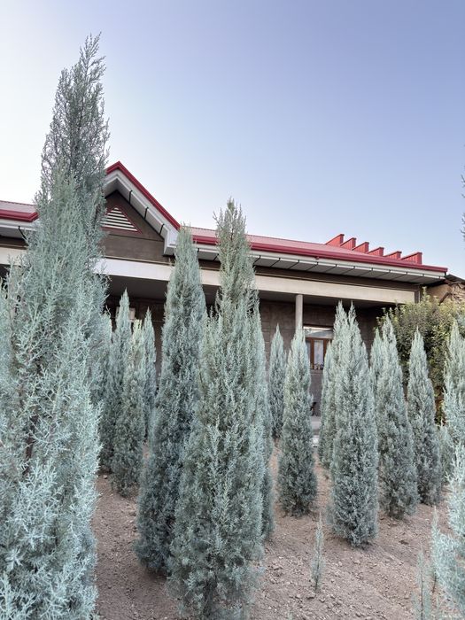 Arizoniskiy kiparis sotiladi toza italiya 20$dan 180$ gacha bor.