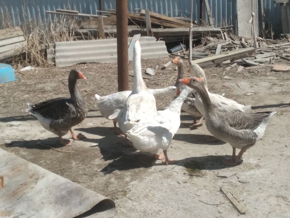 Домашние гуси Қаздар