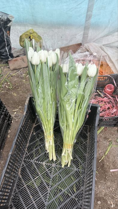 Тюльпан Астана.