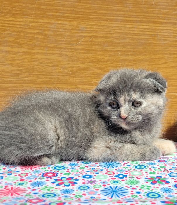 Scottish straight și scottish fold  feite