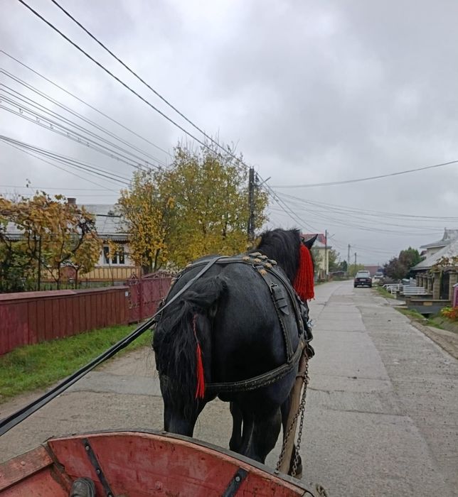 Vând sau schimb armăsar de 3 ani!